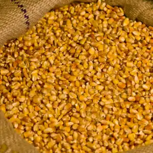 Deer Corn For Sale | Bagged Solutions | Bulk Sandbags For Sale!