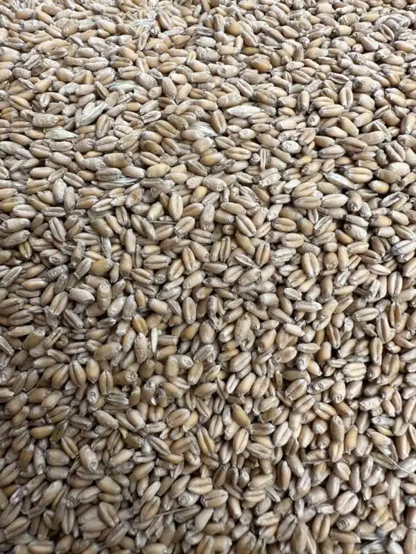 Bagged Wheat | Bagged Solutions | Bulk Sandbags For Sale!